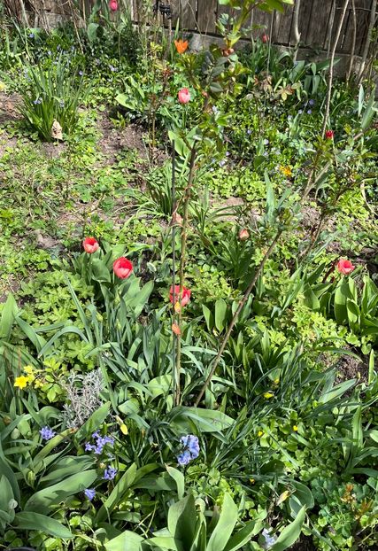 66A8BBE1-36F7-4908-8B9B-971C2C6E71C0 - Martie 2021 aprilie 22