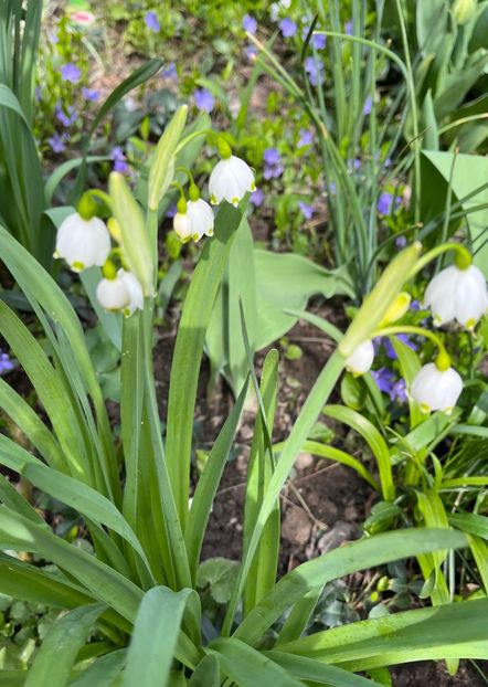 A91C122D-2781-4835-BAC0-EC1F9DE9FB97 - Martie 2021 aprilie 22