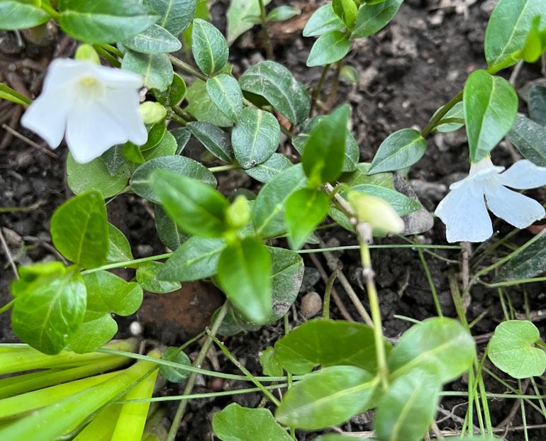 6D3E6624-BE66-40D8-AFD6-6489A30CED7B - Martie 2021 aprilie 22