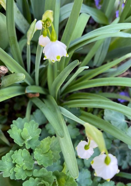 1D2E067E-6517-4155-BA59-4DBBF1B39BA8 - Martie 2021 aprilie 22