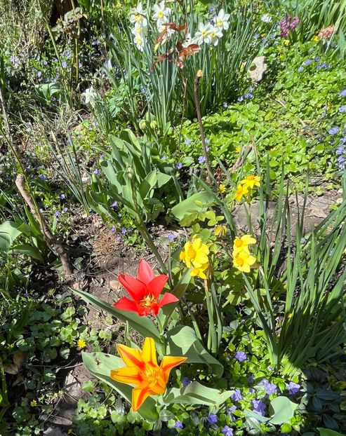 44516A63-824C-4832-95DF-6D23C14DB16A - Martie 2021 aprilie 22