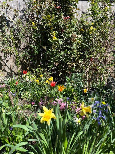 803F71BA-AB0B-4570-A123-8BAC311056E2 - Martie 2021 aprilie 22