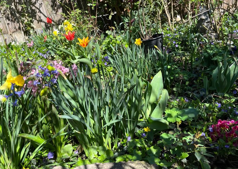 1A53D8B7-66B9-452C-B805-1A06356F71D5 - Martie 2021 aprilie 22