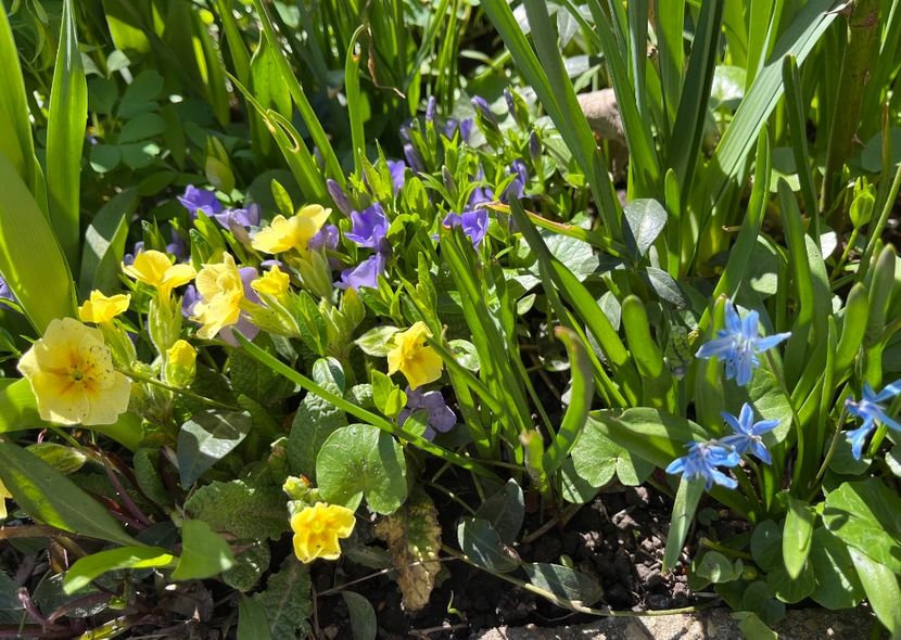 FB5F4C78-9316-47A4-9808-EC243E1C24B8 - Martie 2021 aprilie 22