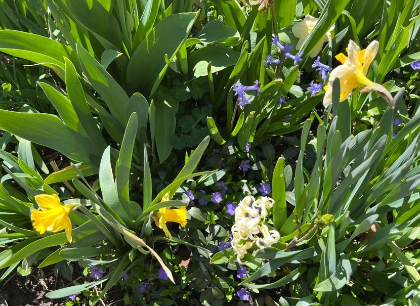 EF2BDD52-4871-4431-8F66-62E5C4DDB770 - Martie 2021 aprilie 22