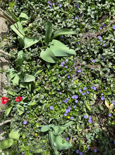 7D56071A-B9D4-4264-AB35-EC224C66AC52 - Martie 2021 aprilie 22