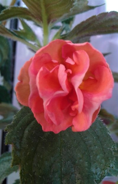 20220405_091300-1 - Rizomii de achimenes plantati astazi pentru anul 2022