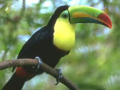 tucan2