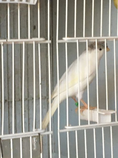 14499E4A-19B1-4698-A2B3-6B9F64B8256F - Timbrados clasic continu FOE