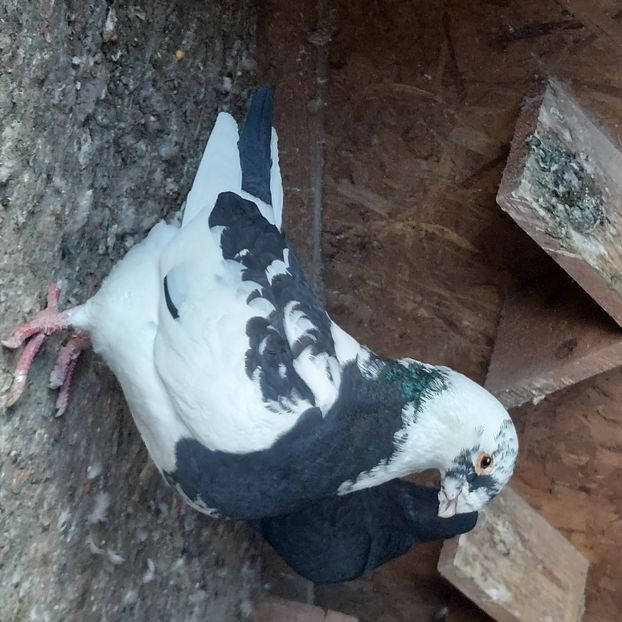  - Americani noi achizitii