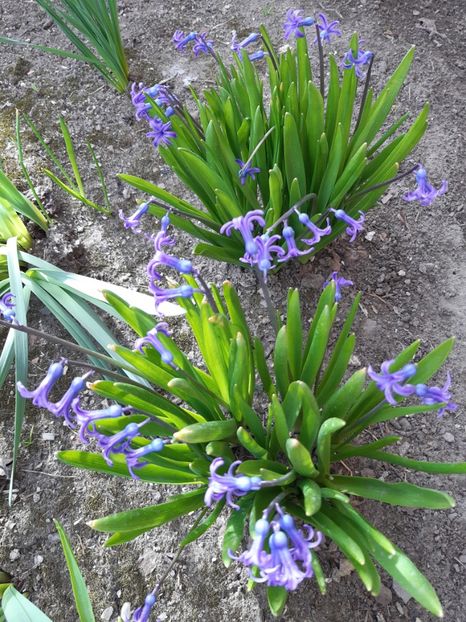  - Flori de Primavarã-Varã 2022