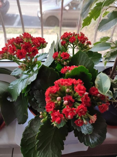  - Kalanchoe