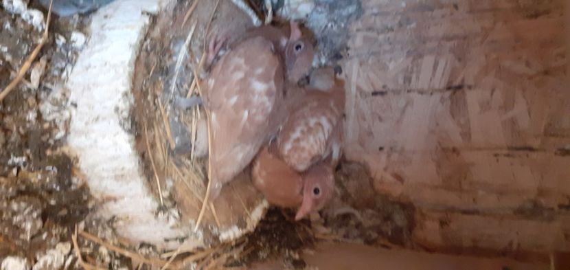  - UNDEVA IN SUCEAVA arhiva