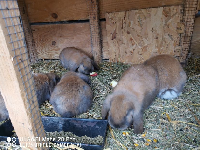  - Cuib nr 1 din 01 03 2022