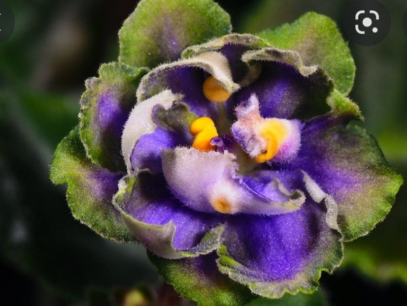 AV Kuporos epuizat - AA Poze net