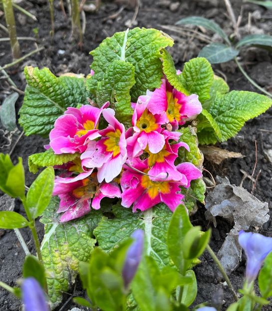 282F865B-D238-4F45-BF33-84CA5D47813C - Primule 21 22 23 24