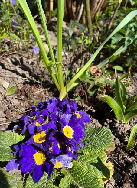 35C294A1-FE5A-46FF-9896-2004B1C9C440 - Primule 21 22 23 24