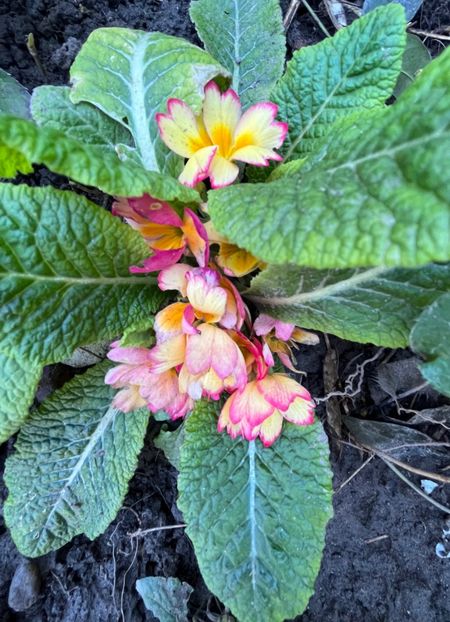 F9ADB355-35D8-4E8B-9104-79F917972B35 - Primule 21 22 23 24