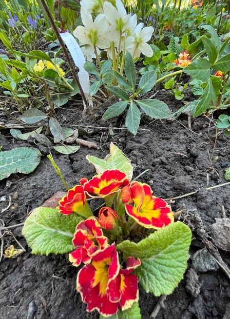 AB663AB6-54F6-49DD-BD1A-025FCDA696F1 - Primule 21 22 23 24