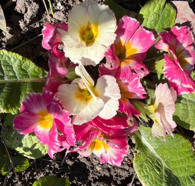 1A72AD2C-37EB-4CC1-82FF-1477007A42BB - Primule 21 22 23 24