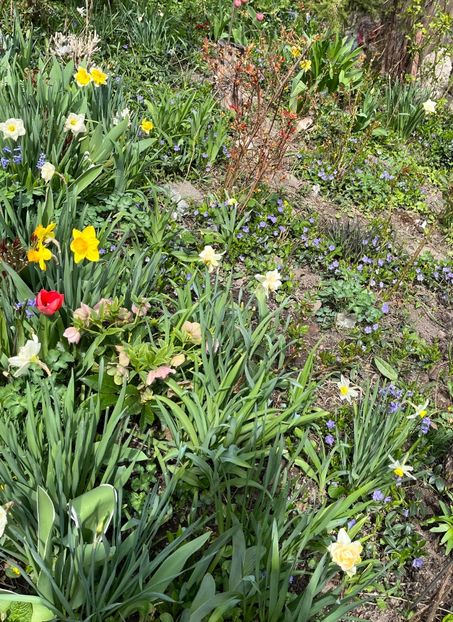 C0F0537E-CAB1-4F5E-82A0-0F28D02D9DB8 - Narcise 2021 2022