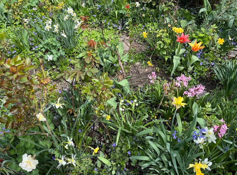 D13BE9DC-0679-45E6-BEEF-92B5EF78E844 - Narcise 2021 2022