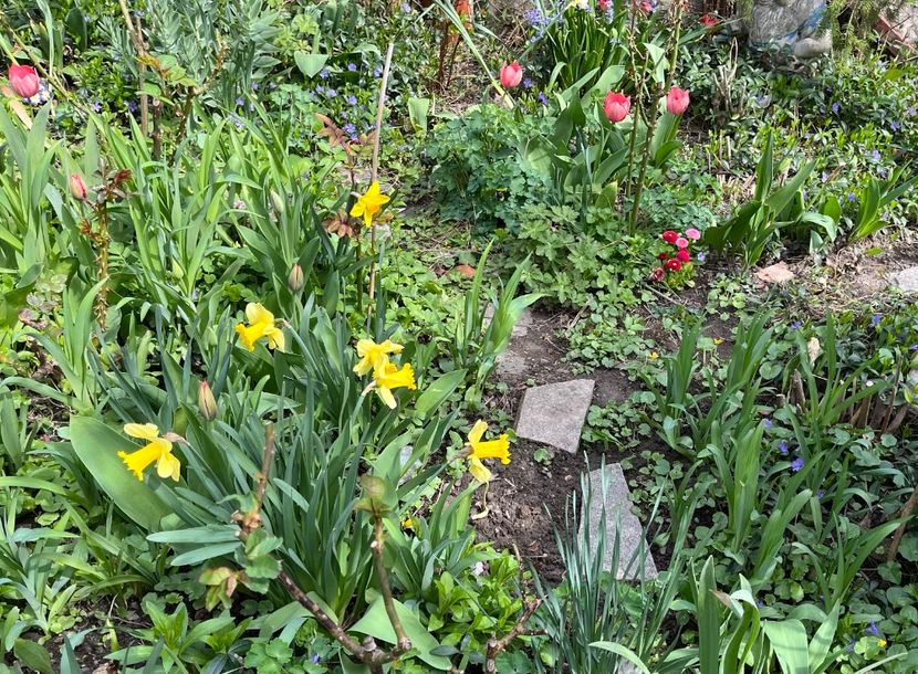 068DE181-AC3F-4916-B24E-AC249FB398A2 - Narcise 2021 2022