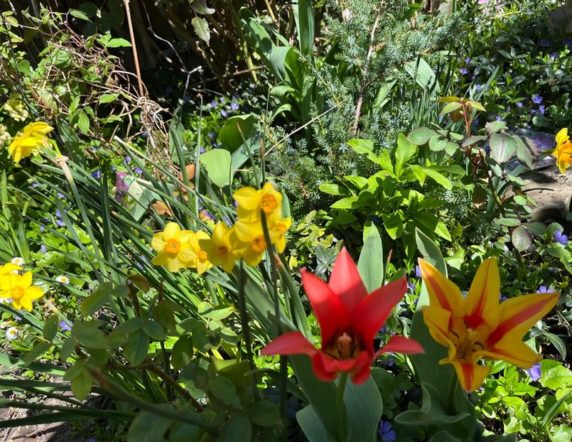 021A4DC8-EAE6-46C7-9553-1B95AD2F08F9 - Narcise 2021 2022