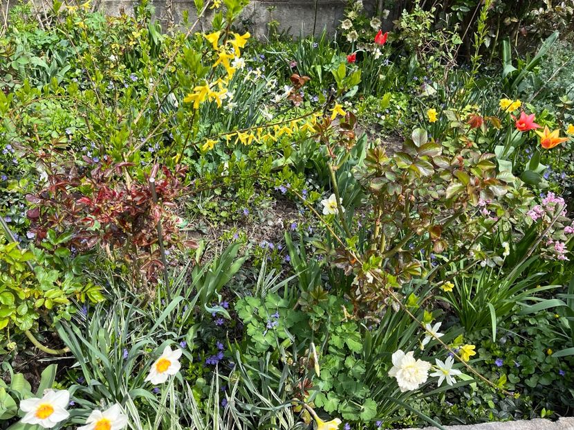 E86B32C0-A3C0-4251-8311-D2847E0856D3 - Narcise 2021 2022