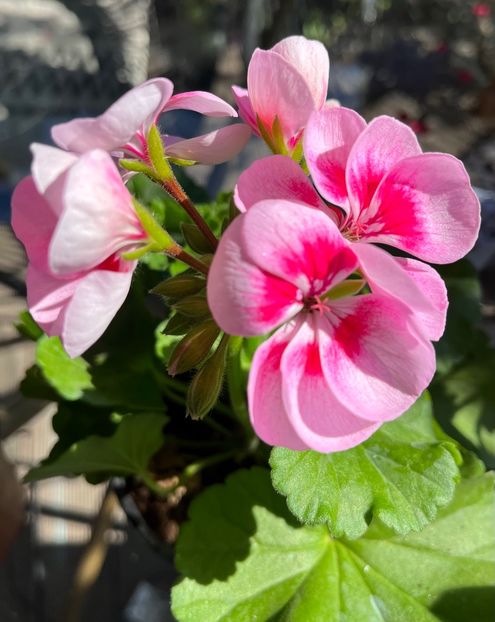 D5169BCF-D15A-4C6B-A99D-61B8F0980E69 - Muscate 2021 22