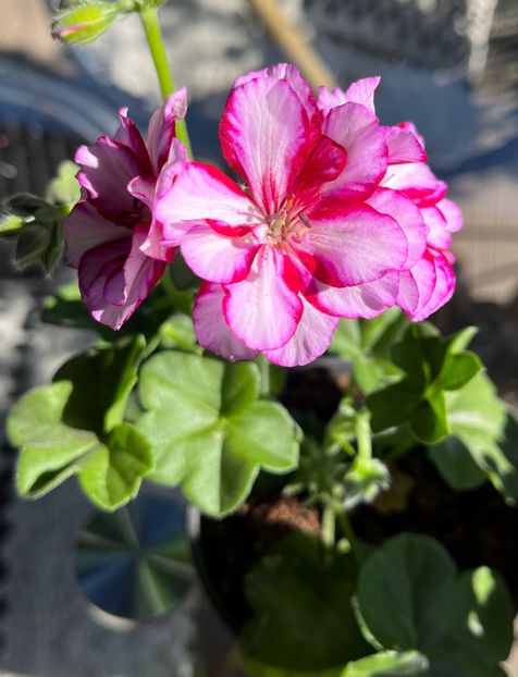 5B210AC0-BDD9-4F8B-9670-61C0F7E698AC - Muscate 2021 22