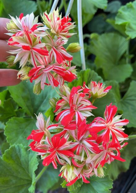 581531B6-75A7-4B30-BABC-1835AC908200 - Muscate 2021 22