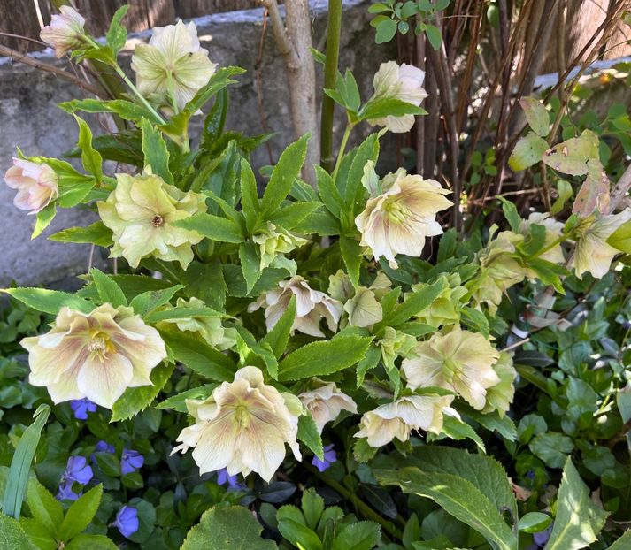 228B43C6-1C28-4F2F-888B-E134E4E83C49 - Spanz 21 22