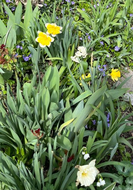 15198768-8905-4159-991F-A7A4F5484424 - Martie 2021 aprilie 22