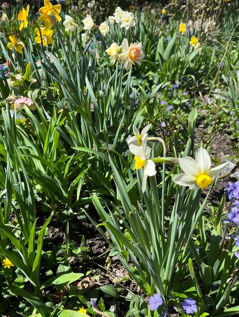 117D64DA-0604-4CD5-B135-5DA39C7043B9 - Narcise 2021 2022