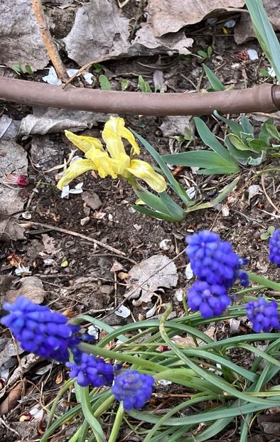 2D270902-B900-4A72-9B1D-10F254ABE53E - IRISI 2021 22