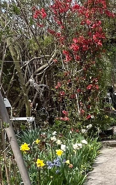 B2A98ADF-DA15-4C27-A149-46B19B4EA6FF - Arbuști 2021-2023