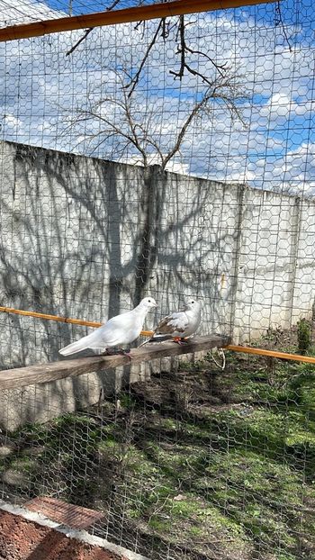 4D826F21-68B3-4B57-A2A4-B1164A7013C3 - Ornament