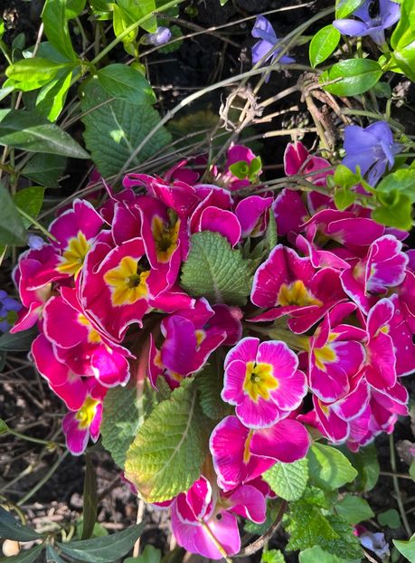 E928E578-F6A2-4B37-81A0-EC85F9E8D2C3 - Primule 21 22 23 24