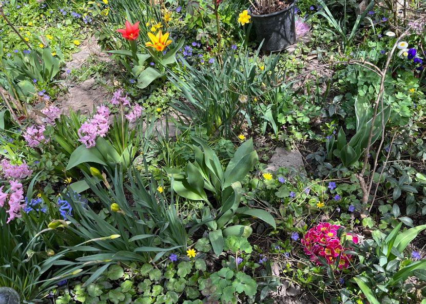 6CD895B9-BD69-4AFD-B464-62D48B006D6E - Primule 21 22 23 24