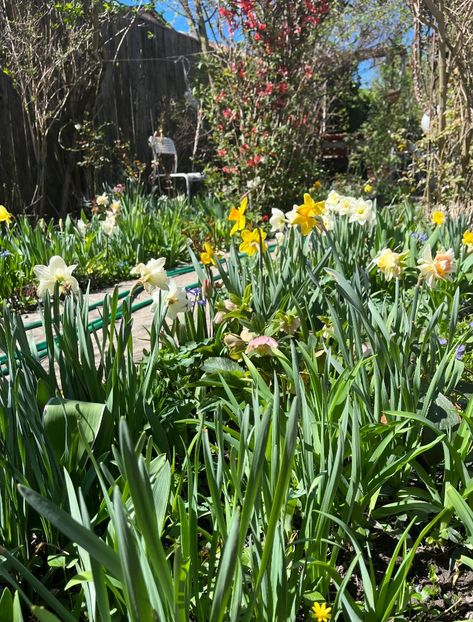 4AE9551D-422D-4F98-8977-05816729F738 - Arbuști 2021-2023