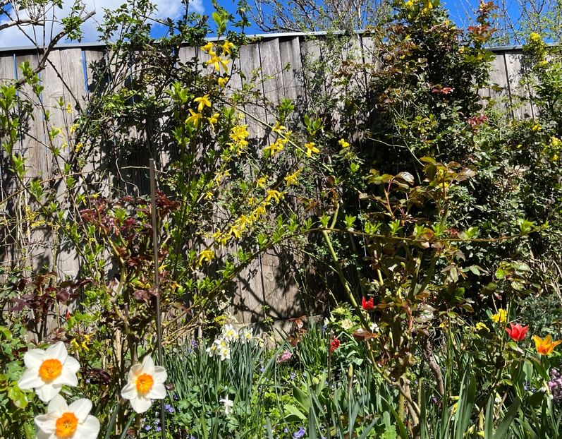 460DCA07-884E-40EF-8574-16C8D0AB3CDB - Arbuști 2021-2023