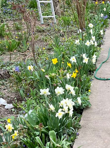 5C343471-A3A4-480F-B2E3-9D7402F71C26 - Narcise 2021 2022