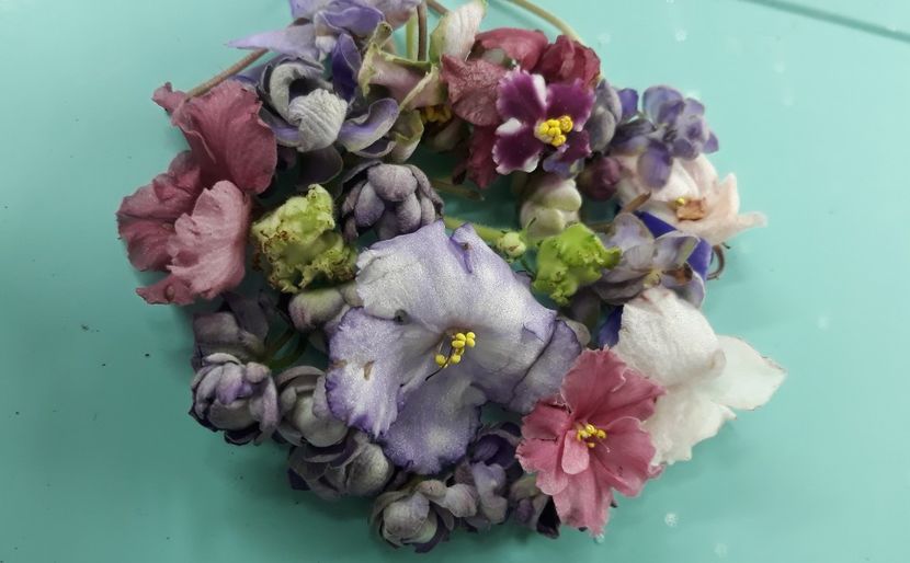  - 1 1 Violete Africane de Colecție