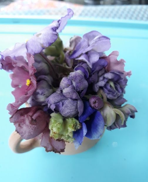  - 1 1 Violete Africane de Colecție