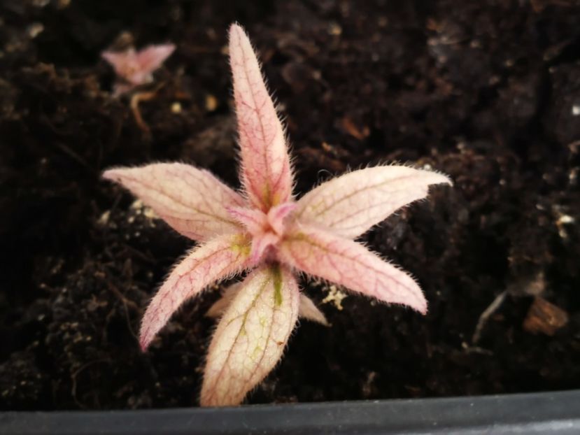 BriD s Nataly - Variegatie temporara la achimenes