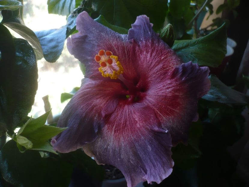 P1510594 - Chis Garden Roses of Palms