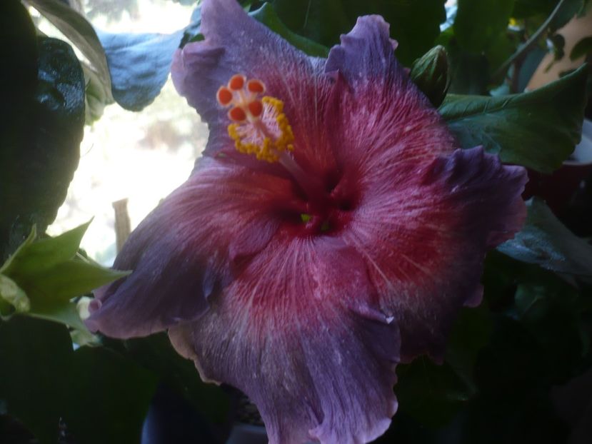 06.04.2022 - HIBISCUSI 2022-1