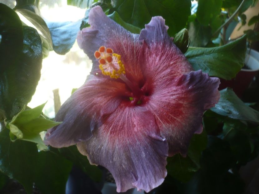 P1510591 - HIBISCUSI 2022-1