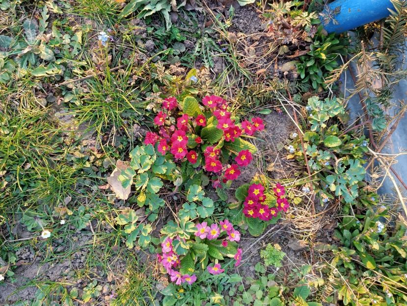 Img.2022.03.25 - A doua grădină